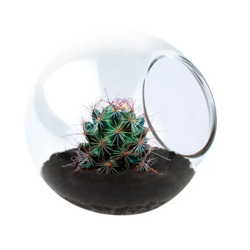 Fishhook Barrel Cactus Tiny Terrarium -Best Toy Discount Store DUNTTBC240 2