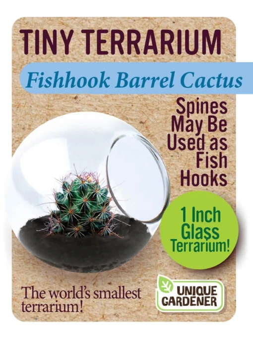 Fishhook Barrel Cactus Tiny Terrarium -Best Toy Discount Store DUNTTBC240